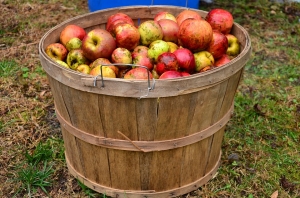 Cider Making