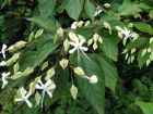 Clerodendron trichotomum