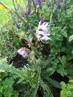 Berkheya purpurea