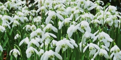 Snowdrops